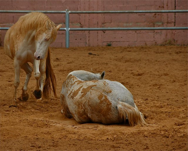 לראות סוסים אחרת, או למה ללמוד על התנהגות, תפיסה חושית ומערכות ריגשיות* של סוסים
