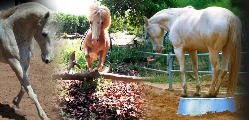 לנוע קדימה – לעבוד עם סוסים אחרת