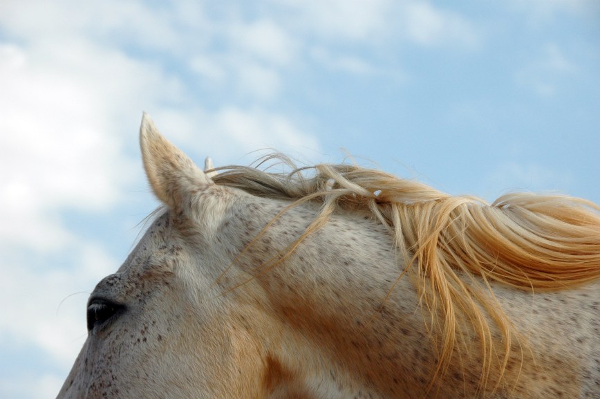 על מסעות לארצות רחוקות ותקשורת אמפתית עם סוסים