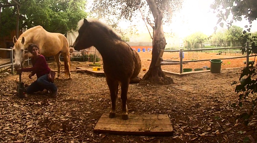 איך לאפשר לסוסים חופש בחירה ולגלות שיתוף פעולה מרגש גם בטיפולים שוטפים ורפואיים