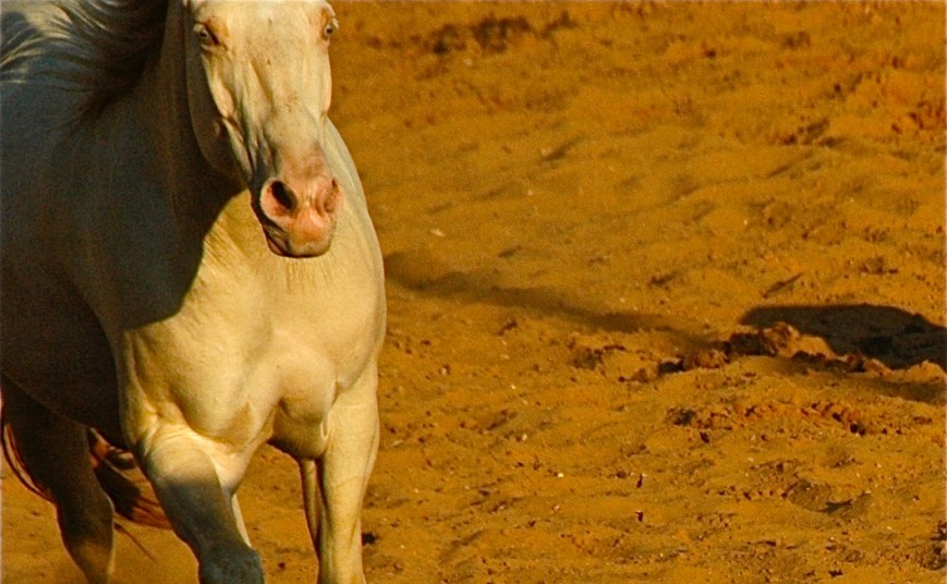 על סוסים שמתרגשים, ולמה זה חשוב בכלל