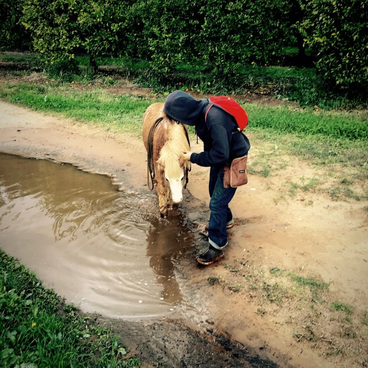 fear free water play clicker training horses