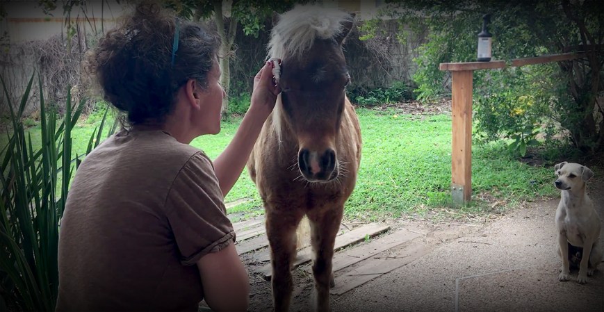 משוחררים מפחד | איך ולמה להפחית סטרס של סוסים בטיפולים רפואיים