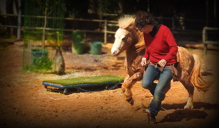 Positive Reinforcement & Play | משחק מקשר בין סוסים לאנשים