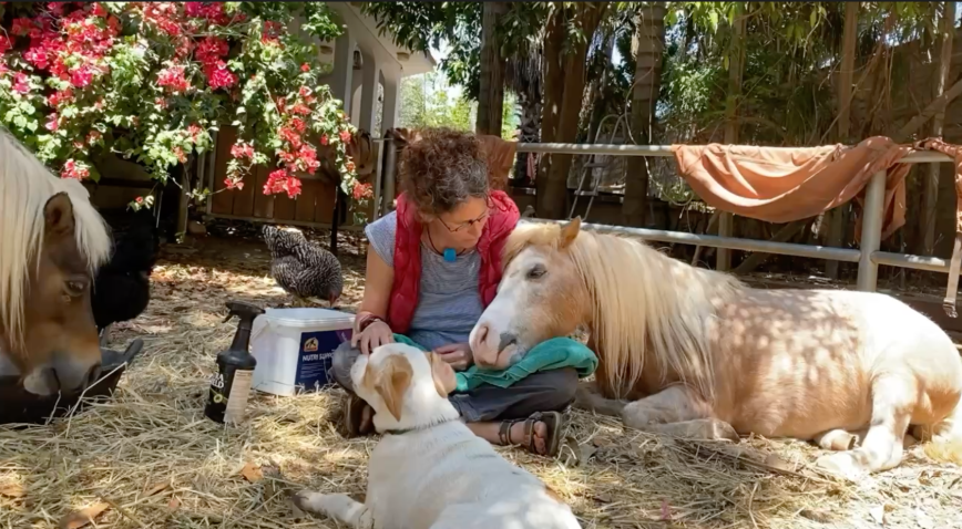 Co-Operative Care מחשבות על שיתוף פעולה בין סוסים ואנשים